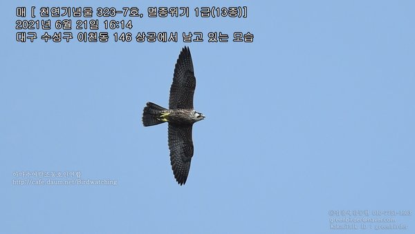 매 의 멸종위기 2급 하...